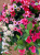 Hanging Baskets With Artificial pink petunias G-25