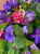 Hanging Baskets With Artificial Purple Petunias G-22