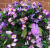 Hanging Basket with Artificial Magenta/White Morning Glory -G20