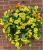 Medium Hanging Baskets With Artificial Yellow Morning Glory