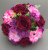 Pot for memorial vase with  pink gerberas and burgundy roses