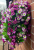 Wall Baskets with purple Calibrachoa